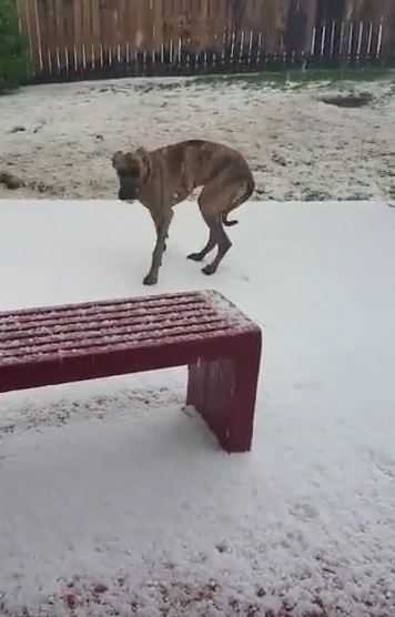 Dog Caught In Hail